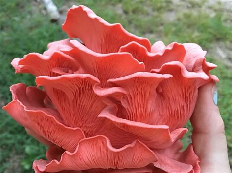 Pink Oyster Mushroom Recipe Oyster Pink Mushrooms Kemerahan News