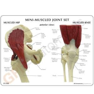 Gpi Anatomicals Mini Joint Set Model Muscled Boreal Science