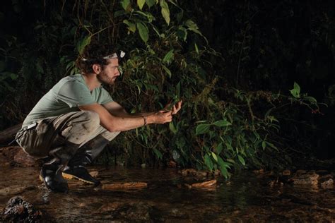 Dos Nuevas Especies De Insectos Descubiertas En El Chocó Andino