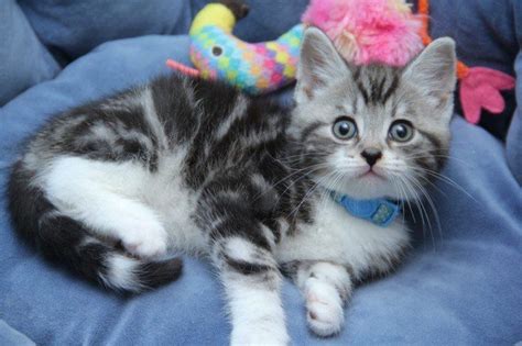 Lovely Tabby Boy Kitten Manchester Greater Manchester Pets4homes