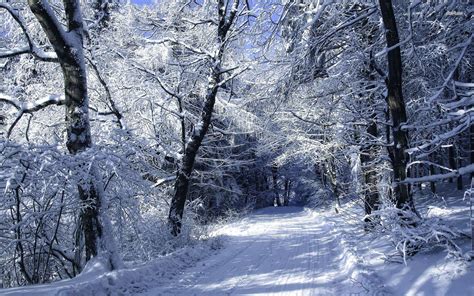 Winter Forest Path Snow Wallpapers Wallpaper Cave