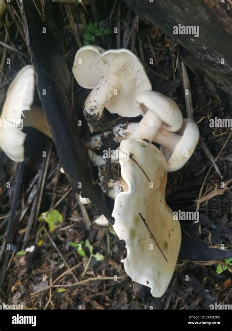 Wild Large White Leucopax Mushrooms On The Ground Stock Photo Alamy