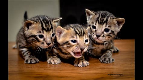 5 hours ago last post: Bengal Kittens You can watch one being born! - YouTube