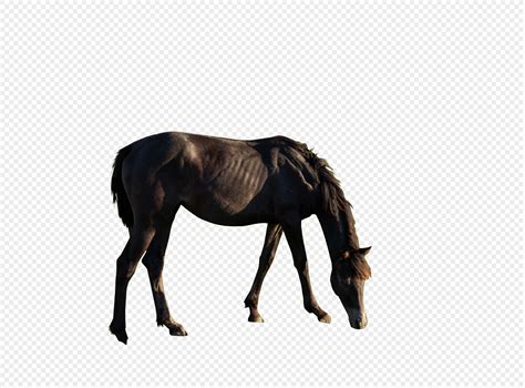 Horse Eating Grass Png Image Free Download And Clipart Image For Free