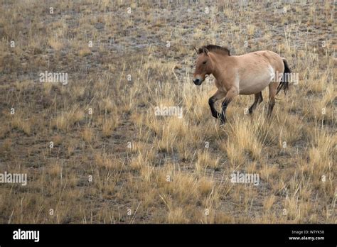 Wild Przewalski Takhi Horse Equus Ferus Przewalskii Mare Cantering