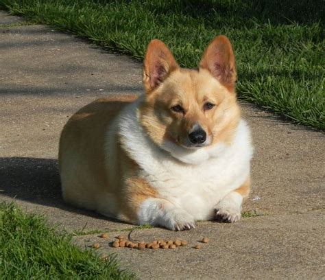 20 Pictures That Show Corgis Are The Best Dogs Ever For The Dog