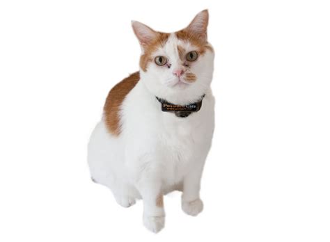 Buying guide for best shock collars. Cat Shock Collars: Everything You Need to Know