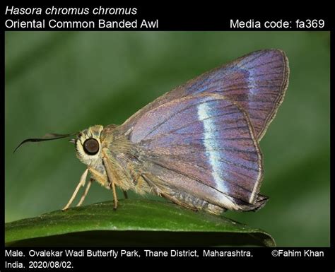 Hasora Chromus Cramer 1780 Common Banded Awl Butterfly