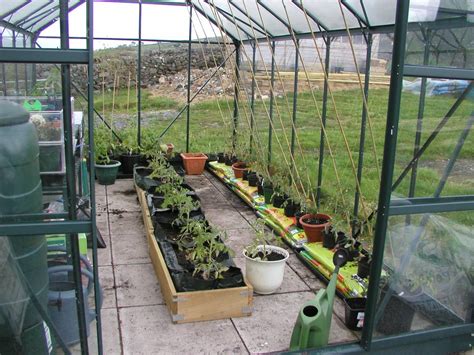 Growing Tomatoes In Pots Or Grow Bags In The Greenhouse