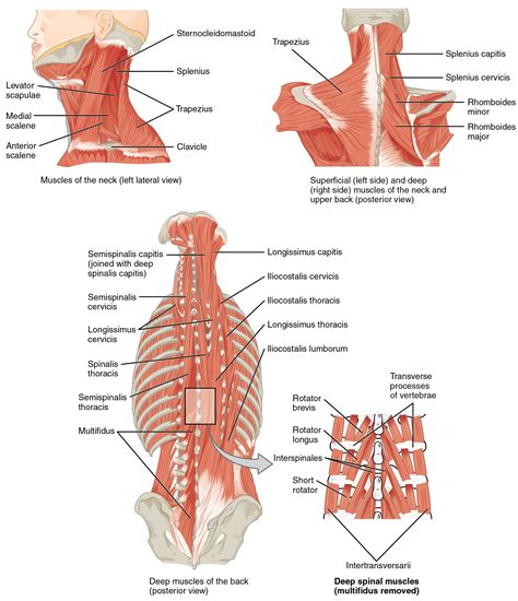 Simple structure of the clavicle. The large, complex muscles of the neck and back move the head, shoulders, and vertebral column ...