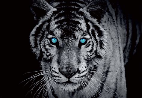 Black And White Tiger Blue Eyes10202wm Tapeedikoduee