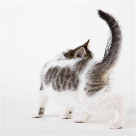 Tails are also an excellent tool of communication: Understanding Cat Language and Signals