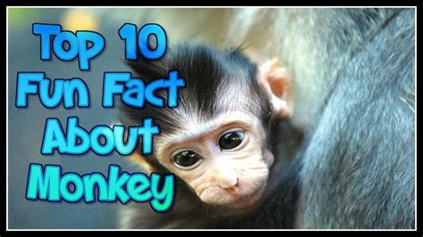 Top 10 Fun Fact About Monkeys Amazing Animals Videohd Youtube