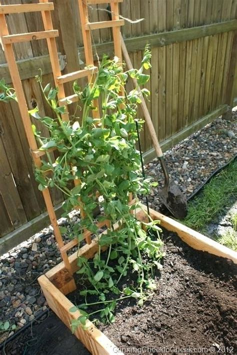 Sugar Snap Peas How To Snap Peas Garden Pea Trellis Snap Pea Trellis