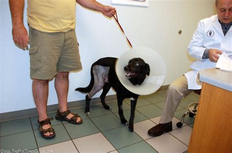How much is acl surgery. TPLO Surgery For Dogs That Have A Torn ACL | Acl tear, Acl ...