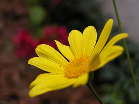 Little Yellow Flower Free Photo Download Freeimages