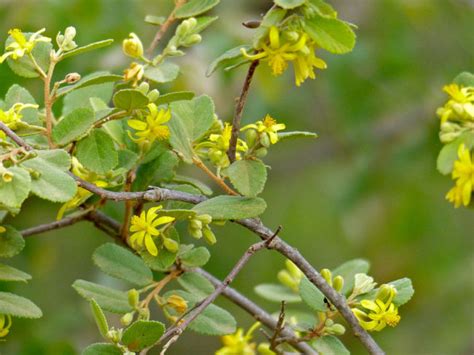 They have few disease and insect problems except in the pacific northwest where leaf damage from insects and fungus can be a problem. Velvet_Raisin_Grewia_flava-yellow-flowering-tree-for-small ...