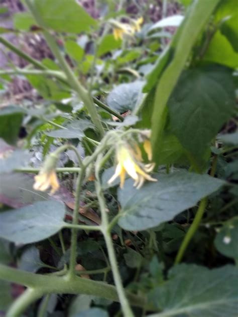 Tomato Plant With Flower Free Photo Graphics Pic