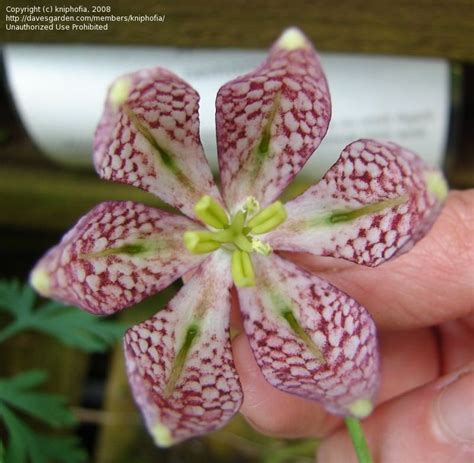 Plantfiles Pictures Fritillaria Species Checkered Lily Guinea Hen