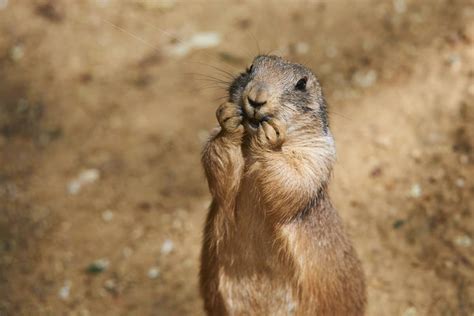 Prairie Dog Whos Excited To See His Mom Cant Stop Yelling Yahoo