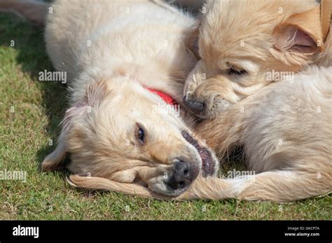 Golden Retriever Puppies Sibling Rivalry Canis Lupus Familiaris