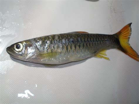 Sang Aruna: Ikan Sungai Kalimantan