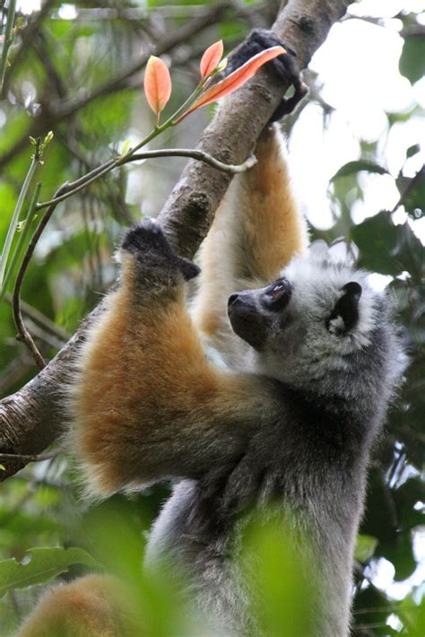 Img5463 Animals Sloth Lemur