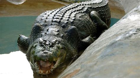 Lolong Worlds Largest Captive Crocodile Dies In Philippines Cnn
