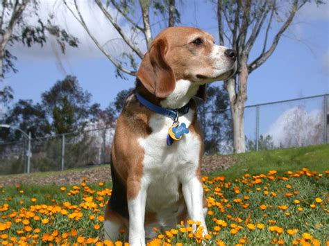 55 Very Cute Beagle Dog Images Pictures And 4k Wallpaper Picsmine