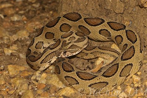 Russells Viper Snakes Of Peninsular India · Biodiversity4all