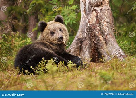 Cute Little Eurasian Brown Bear Cub Playing Stock Image Image Of
