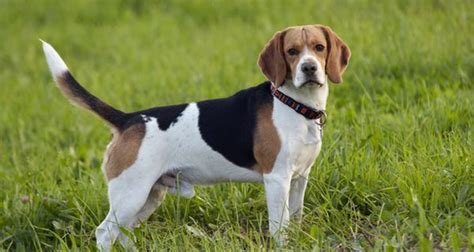Razas De Perros Diferencias Y Semejanzas Entre Los Beagle Y Los
