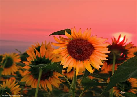 Sunflower Fondos De Escritorio De Girasoles Fondos De Pantalla Images