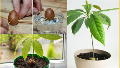 Planning On Planting An Avocado Tree This Tutorial Will