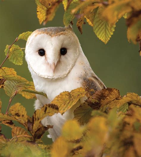 Superb Barn Owl Peering Through The Autumn Leaves Rsuperbowl