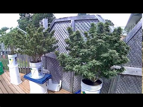 Growing Cannabis Outdoors In 5 Gallon Buckets Clan Of Cannabis