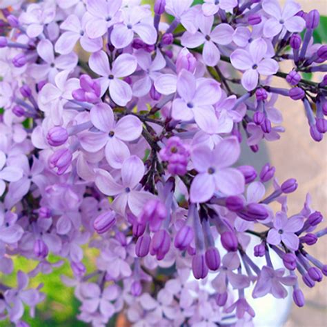 30pcs Purple Fragrant Lilac Shrub Seeds Vulgaris Syringa Flowers Seed