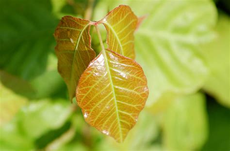 Poison Ivy Facts You Need To Identify Get Rid Of It