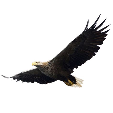 Eagle Png Hd Quality Png Play