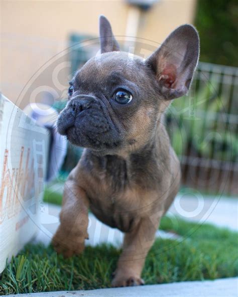 New venue, same six majors! French Bulldogs For Sale In California | Top Dog Information