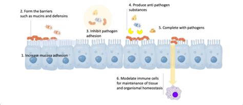 Major Mechanisms Of Action Of Probiotics Download Scientific Diagram