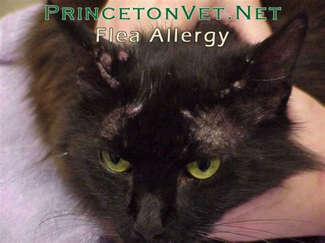In this disease, the cat becomes allergic to a. Some dogs and cats can develop an allergy to fleas, called ...