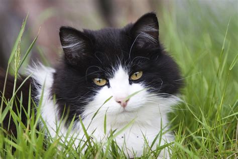 13 Fascinating Facts About Tuxedo Cats With Pictures Excited Cats