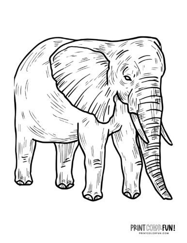 Select from 35657 printable crafts of cartoons, nature, animals, bible and many more. 6 realistic elephant coloring pages to print - Print Color Fun!