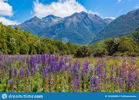 Flower Meadow With Mountain Ranges In The Distance Stock Photo Image