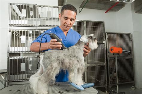 How Much To Tip Dog Groomer Petsmart