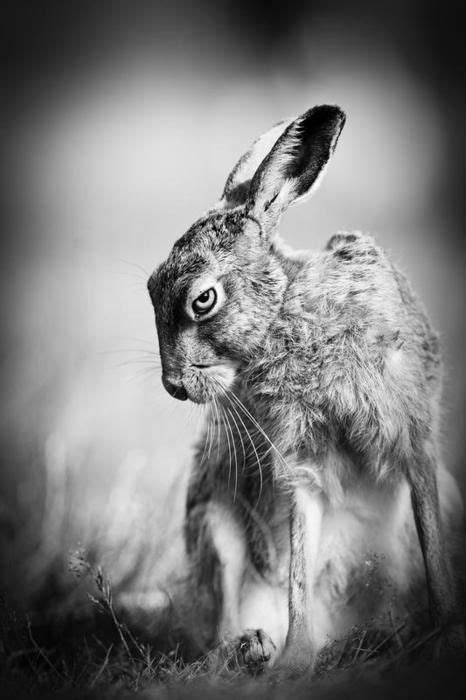 25 Best Jack Rabbits Images In 2020 Jack Rabbit Animals Beautiful