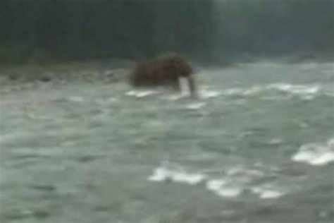 Woolly Mammoth Sighting Footage Emerges From Siberia Express And Star