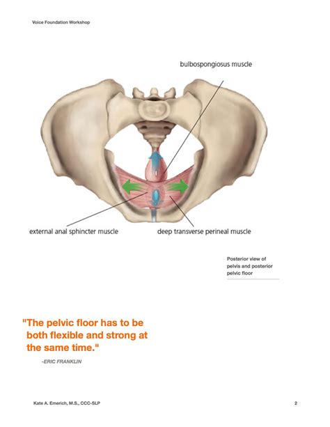 This anatomy section promotes the use of the terminologia anatomica. The Larynx: Thinking inside and outside the Box: In honor of Labor Day! (I know, wrong kind of ...