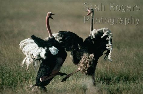 Male Ostriches Fighting Struthio Camelus Serengeti National Park